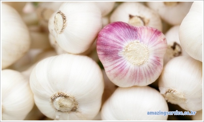 garlic-01