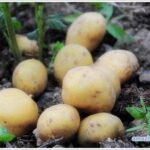 potato-01