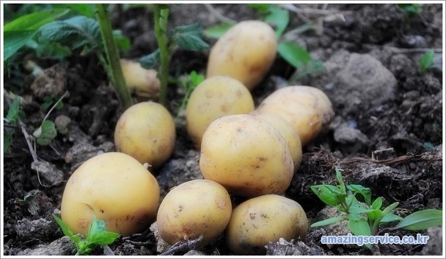 potato이미지입니다.