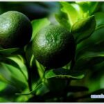 Calamansi-01