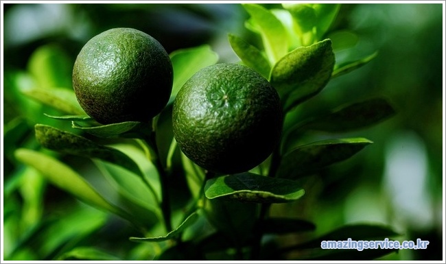 Calamansi이미지입니다.