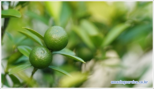 Calamansi이미지입니다.