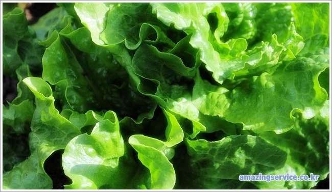 Lettuce이미지입니다.