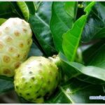 Noni-013