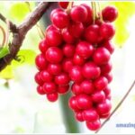 Schisandra-01