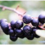 aronia-01