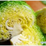 cabbage-01