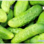 cucumber-01