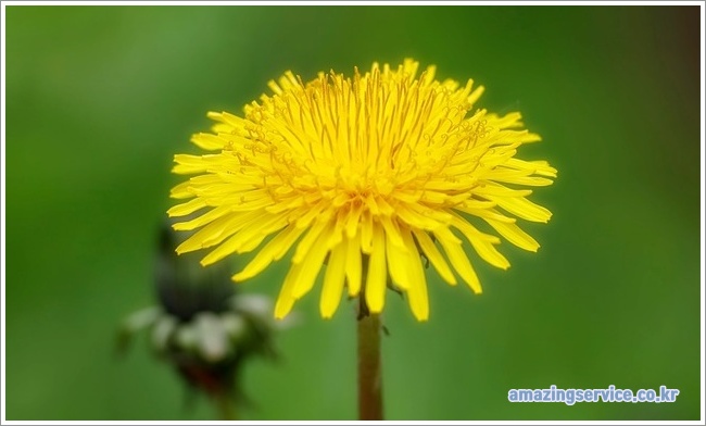 dandelion이미지입니다.