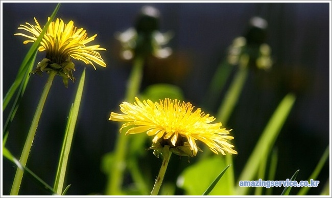 dandelion이미지입니다.