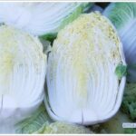napa cabbage-01