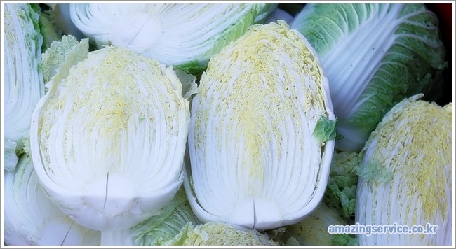 napa cabbage이미지입니다.