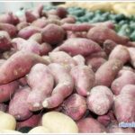 sweet potato-01