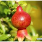 Pomegranate-01