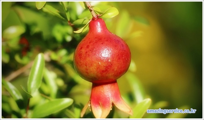Pomegranate이미지입니다.