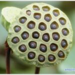 lotus seeds-02