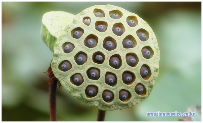 lotus seeds이미지입니다.
