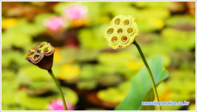 lotus seeds이미지입니다.