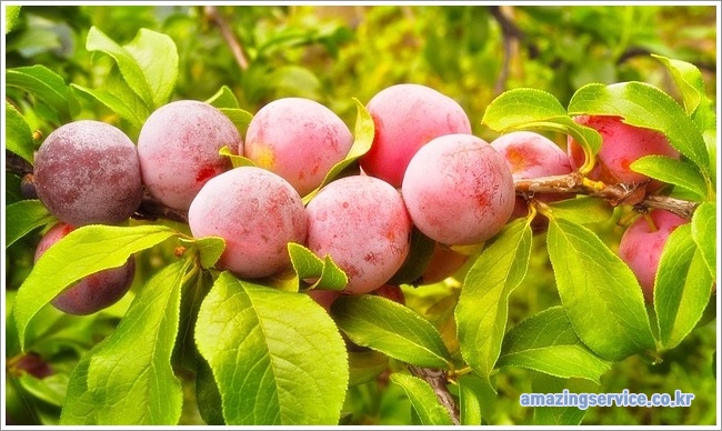 plum이미지입니다.