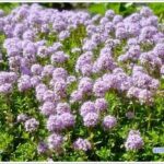 thyme-01