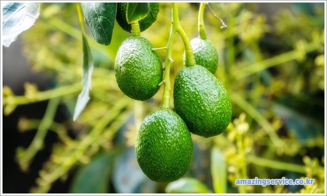 avocado이미지입니다.