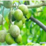 plum-01