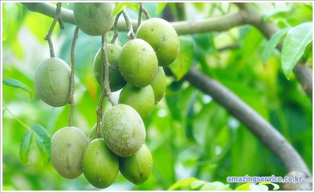plum이미지입니다.