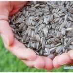 sunflower seeds-01