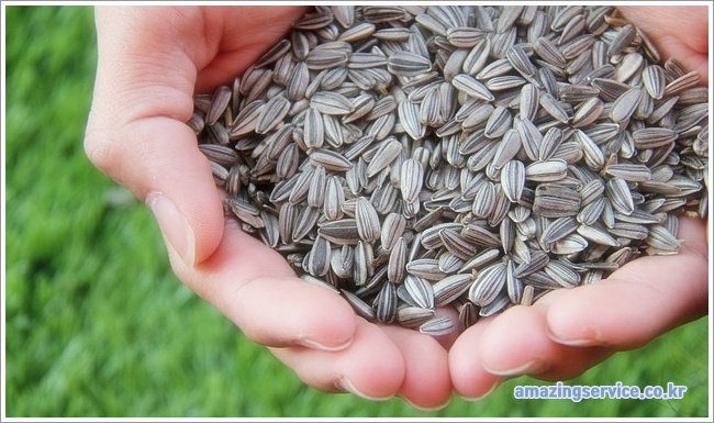 sunflower seeds이미지입니다.