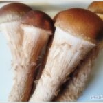 pine mushrooms-01