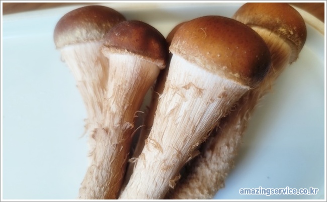 pine mushrooms이미지입니다.