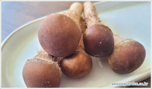 pine mushrooms이미지입니다.