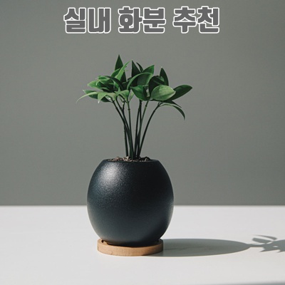 실내 화분 추천으로 인테리어를 한층 더 업그레이드하세요